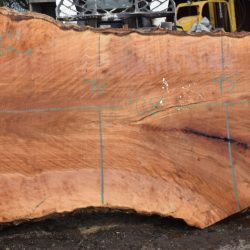 36193 Large Sycamore Slab 108”x59”-33”x3 3/8” April 2025