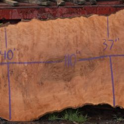 36201 Burly Large Sycamore Slab 110”x43”-20”x2 3/4” April 2025