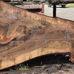 36208 Figured Bastogne Walnut Slab 81"x60"-28"x3 1/4" Apr 2025