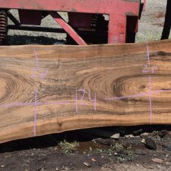 36260 Live Edge English Walnut Slab May 2025