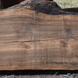 36281 English Walnut Slab 99"x28"-20"x3 3/8" May 2025