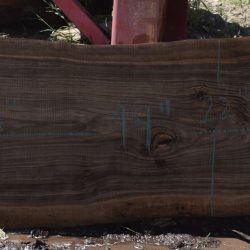36279 English Walnut Slab 99"x27"-22"x3 3/8" May 2025