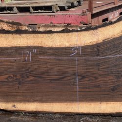 36294 Highly Figured Bastogne Walnut Slab 171"x51"-36"x3 3/8" May 2025