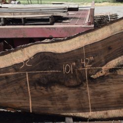 36299 Highly Figured Bastogne Walnut Slab 101"x53"-20"x2 7/8" May 2025