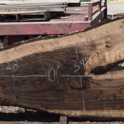 36300 Highly Figured Bastogne Walnut Slab 101"x51"-18"x2 3/4" May 2025