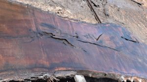 34253 Long California Black Walnut Slab 163"x37"-30"x3" June 2016 - Image 2